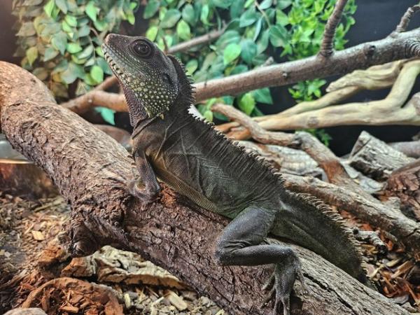 Image 3 of Adult male Chinese water dragon needing new home