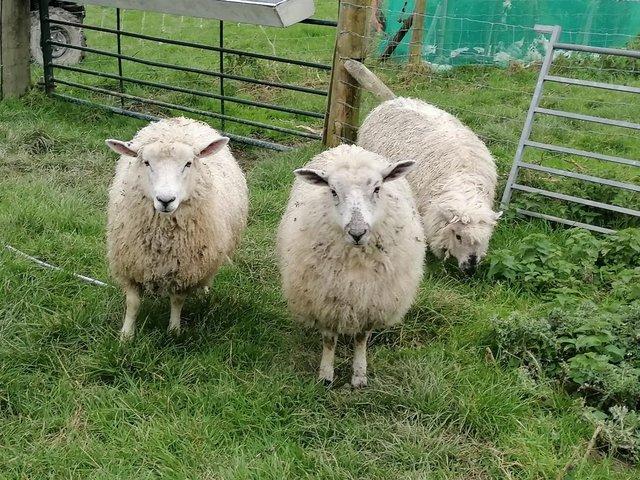 Preview of the first image of 2 Cotswold cross ewe lambs, breeding/pets.