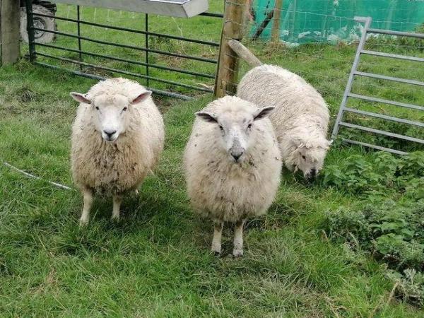 Image 1 of 2 Cotswold cross ewe lambs, breeding/pets