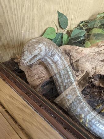 Image 1 of European glass lizard (legless lizard) for sale