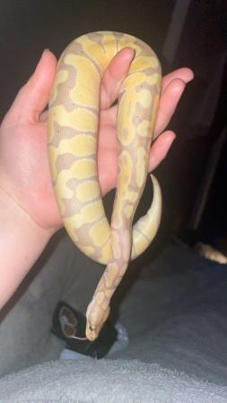 Image 3 of 11 month old banana pastel royal python