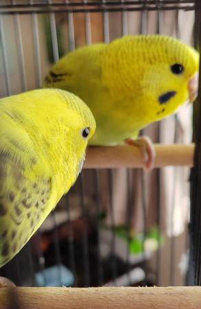 Image 3 of Beautiful Baby Budgies available