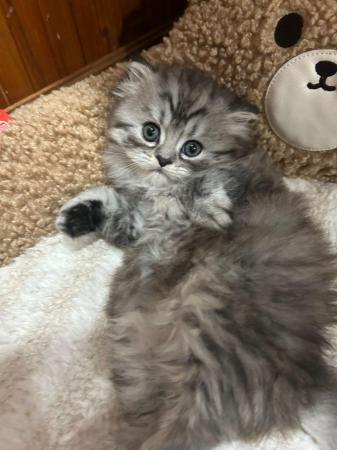 Image 7 of Female Persian Kitten For Sale, 8 weeks old now