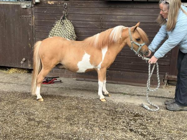 Image 2 of BMHS Miniature coloured gelding