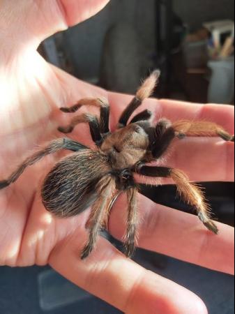 Image 1 of Female Aphonopelma Chalcodes or the Desert Blonde