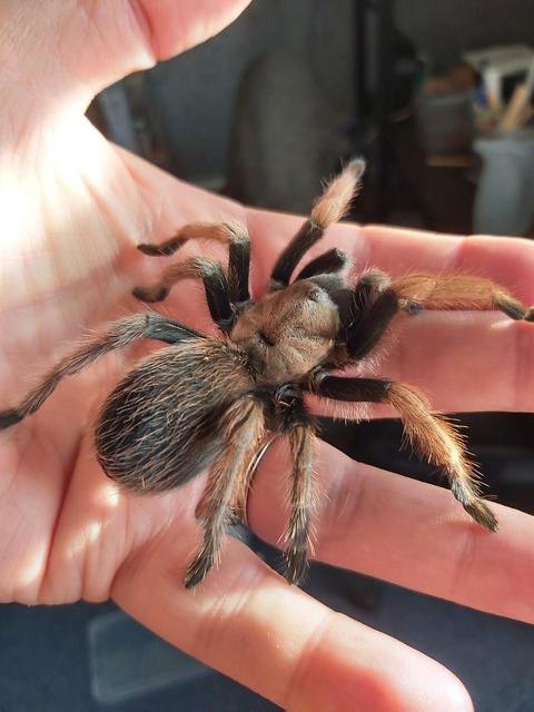 Preview of the first image of Female Aphonopelma Chalcodes or the Desert Blonde Tarantula.