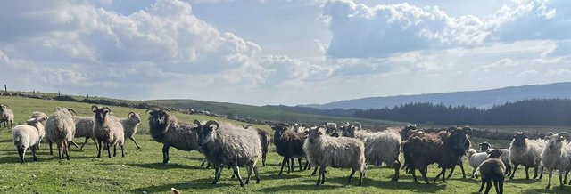 Image 1 of Boreray Rare Breed lambs for sale