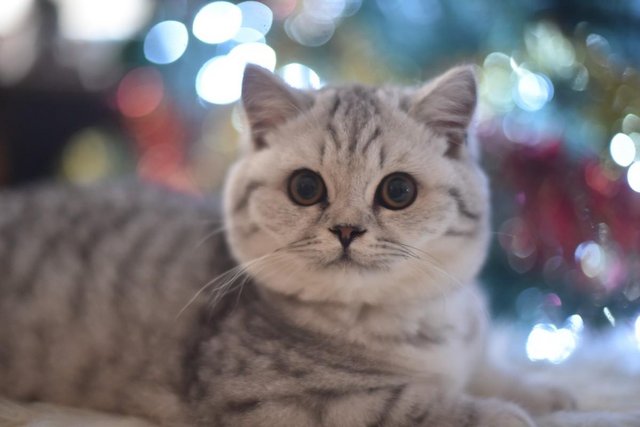 Image 5 of British Shorthair Adults available