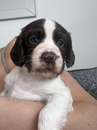 Image 10 of REDUCED! Beautiful cocker spaniel puppies - 1 boy and1 girl
