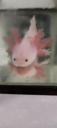 Image 1 of Juvenile leucistic Axolotl 5 months old