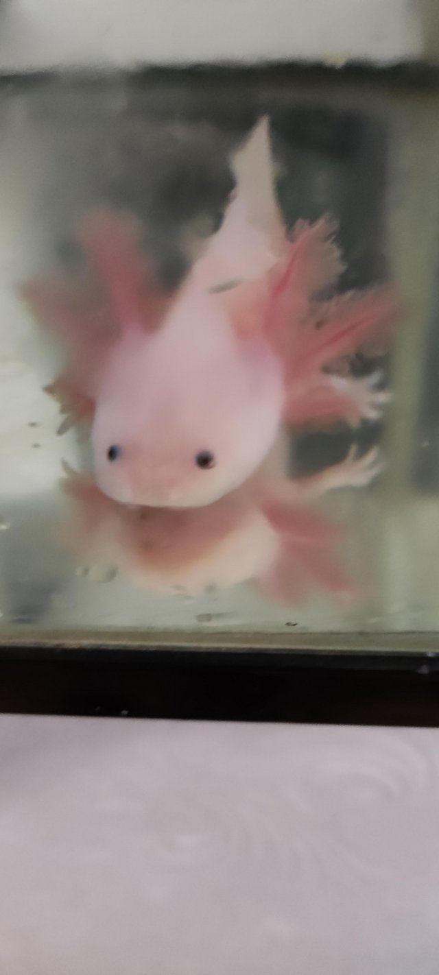 Preview of the first image of Juvenile leucistic Axolotl 5 months old.