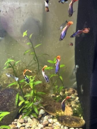 Image 3 of Guppies for sale. 20 males for £10 various colours