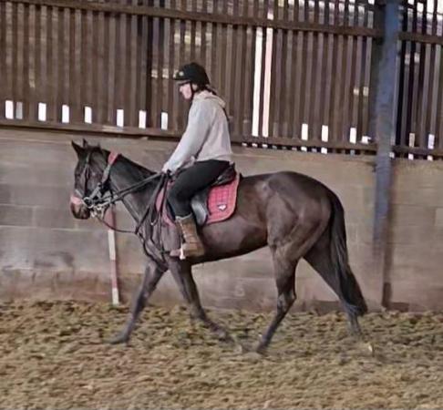 Image 2 of 3 year old thoroughbred mare