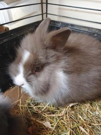 Image 5 of mini lion lop baby rabbits ready now