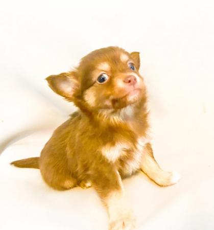 Image 10 of Adorable Kennel Club Registered Chihuahua Puppies
