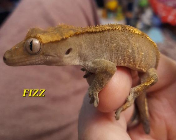 Image 2 of Dash pin flame crested gecko