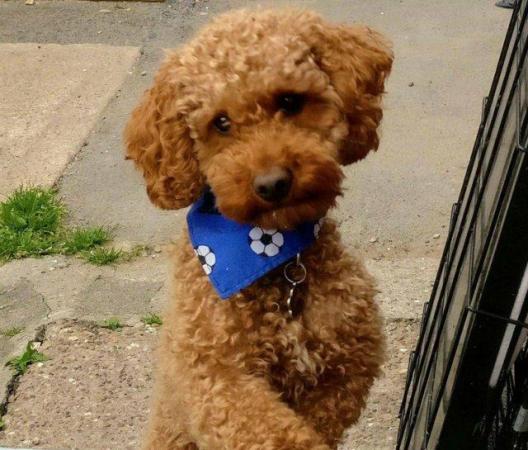 Image 1 of Proven Red Toy Poodle Stud Dog (Health Tested)
