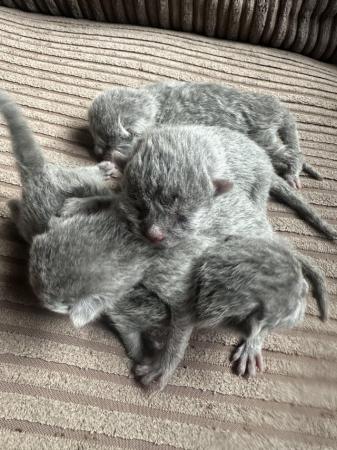 Image 3 of British shorthair kittens ready 04/07/24