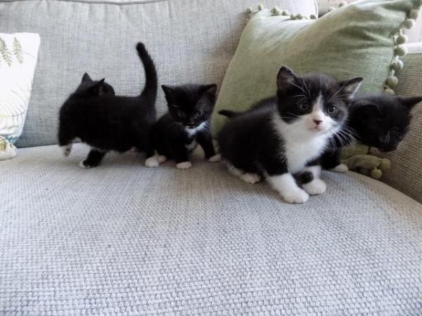 Image 6 of B/W kittens from British Blue Mum
