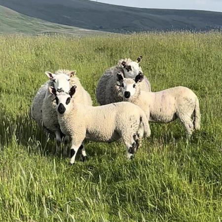 Image 2 of Kerry sheep and lambs at foot