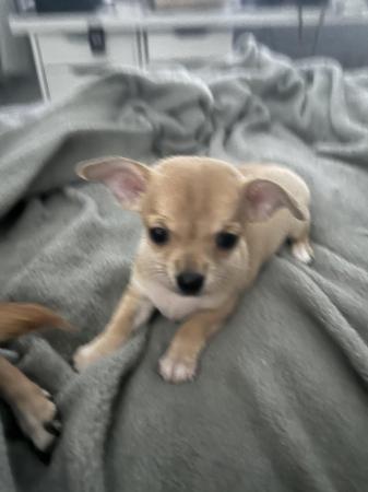 Image 8 of Chihuahua puppies ready to go