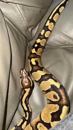 Image 2 of Pastel royal python for sale