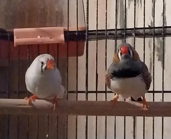 Image 8 of 7 Zebra Finches plus 2 Cages & all accessories (will split)