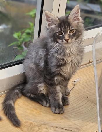 Image 5 of MAINE COON TICA REGISTERED KITTENS FOR SALE