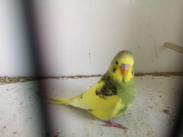 Image 3 of Gorgeous Baby budgie …………….