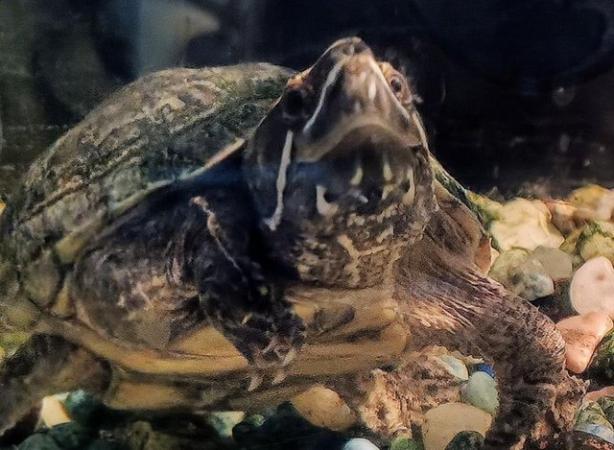 Image 1 of Female musk turtle needs loving home