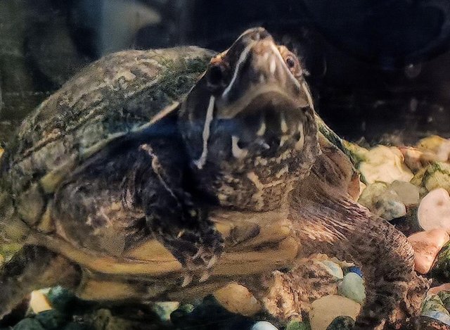 Preview of the first image of Female musk turtle needs loving home.