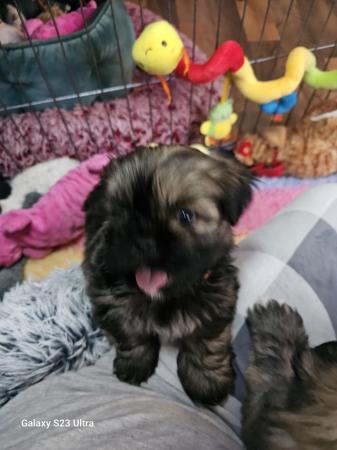 Image 19 of Lhasa apso puppies for sale
