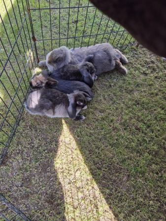 Image 7 of Mini Lop Rabbits fo sale ready to leave now