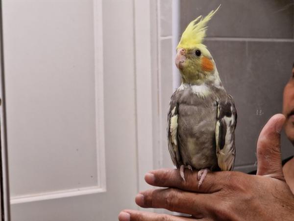 Image 4 of Super hand tamed cockatiel for sale