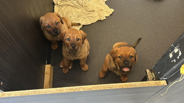Preview of the first image of Ready now! Dog de Bordeaux cross Rottweiler puppys.