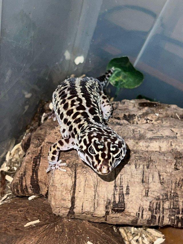Preview of the first image of Leopard gecko healthy active eating well.