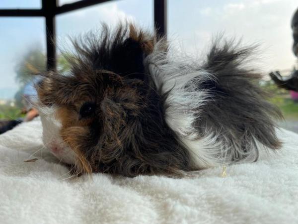 Image 22 of Beautiful long haired very friendly  baby boy guinea pigs