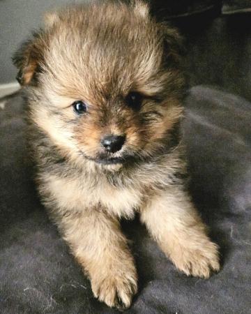 Image 3 of Adorable quality brindle Teddy bear face Pomeranian puppy