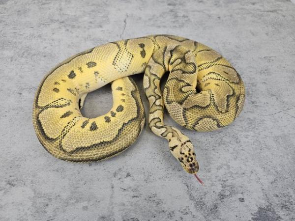 Image 3 of Ball Pythons for sale read description
