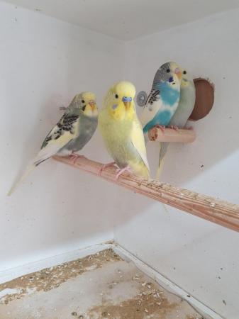 Image 4 of Baby budgerigars12 weeks old .Male and female.