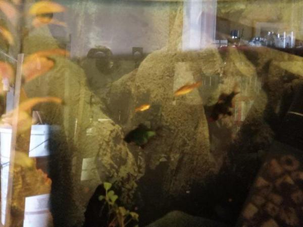 Image 7 of Fish tank, mixed stocked,  various, incl cabinet and equipm