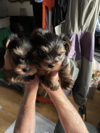Image 2 of Yorkshire terrier miniature boy