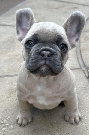 Image 3 of French Bulldog Puppies ready now (only 2 boys left)