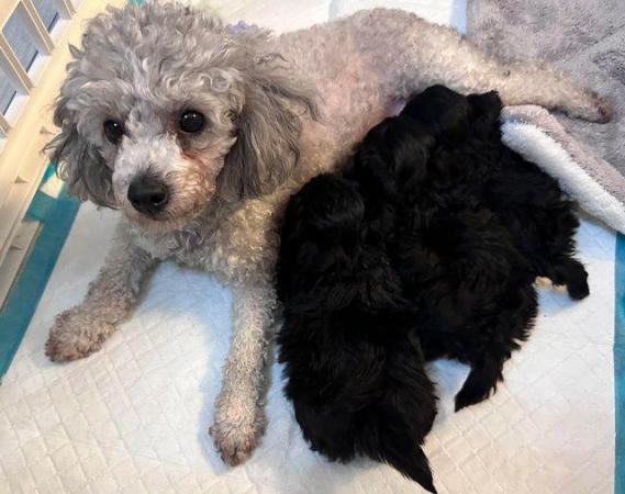 F1 Maltipoo puppies for sale male/females for sale in Chislehurst, Kent - Image 2