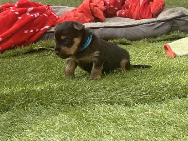 Image 18 of Yorkshire terrier puppies