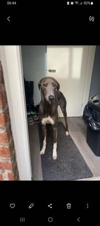 Image 2 of Blue 2 year old lurcher. Fully Vaccinated,wormed and muted