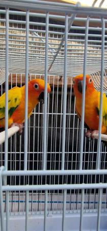 Image 5 of sun conure pair for sale .....