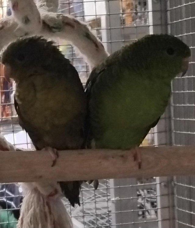 Preview of the first image of X Cockatiels, Kakirikies, Lineolated & Parrotlets Available.