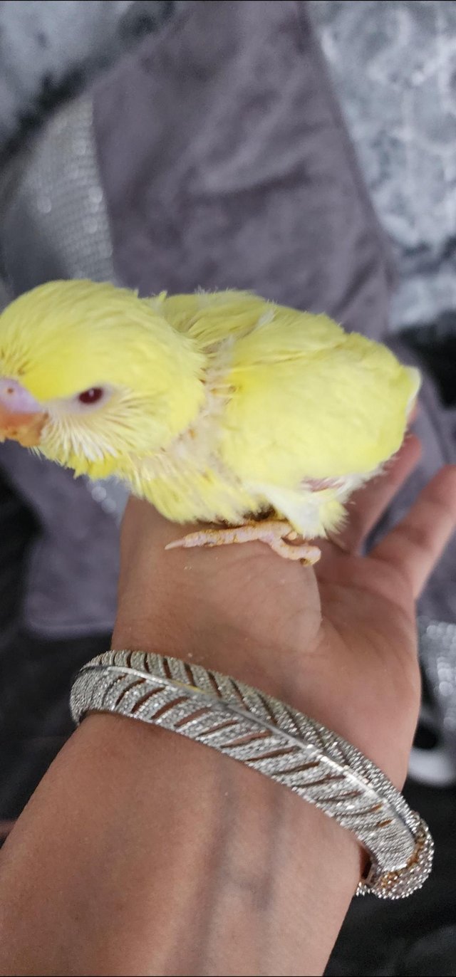 Preview of the first image of Lutino yellow baby budgie tame.