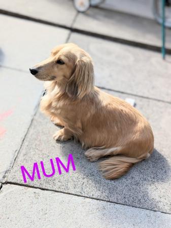 Image 6 of Beautiful cream long haired miniature dachshund puppys